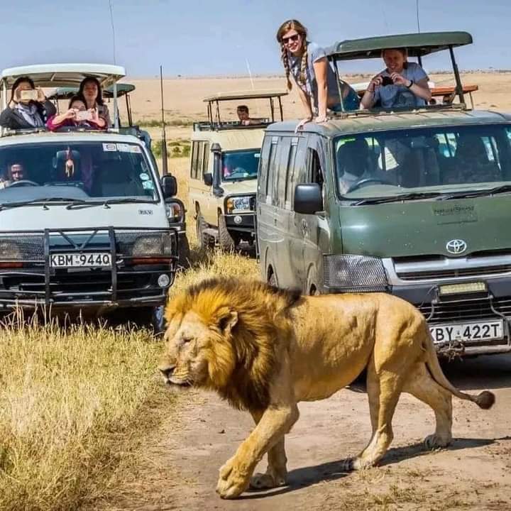 "Majestic View: Tourists Admiring the Pride Leader from the Van"