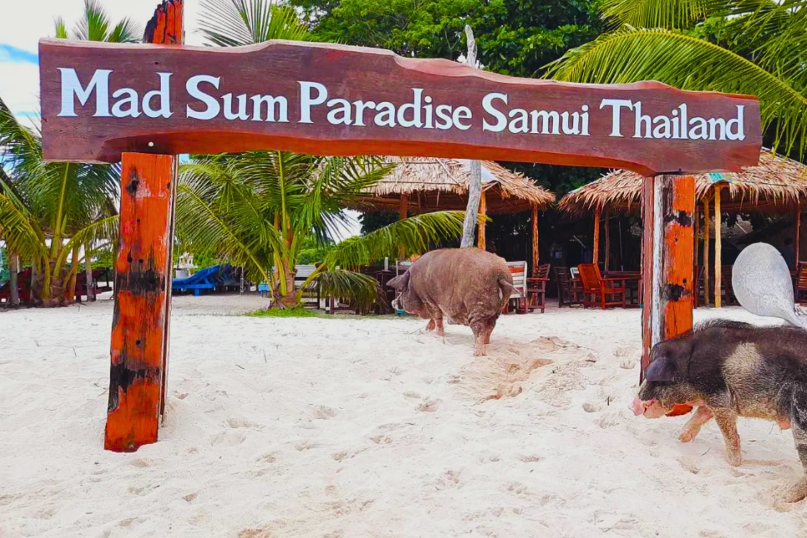 Koh Mudsum & Koh Tan半日浮潛之旅