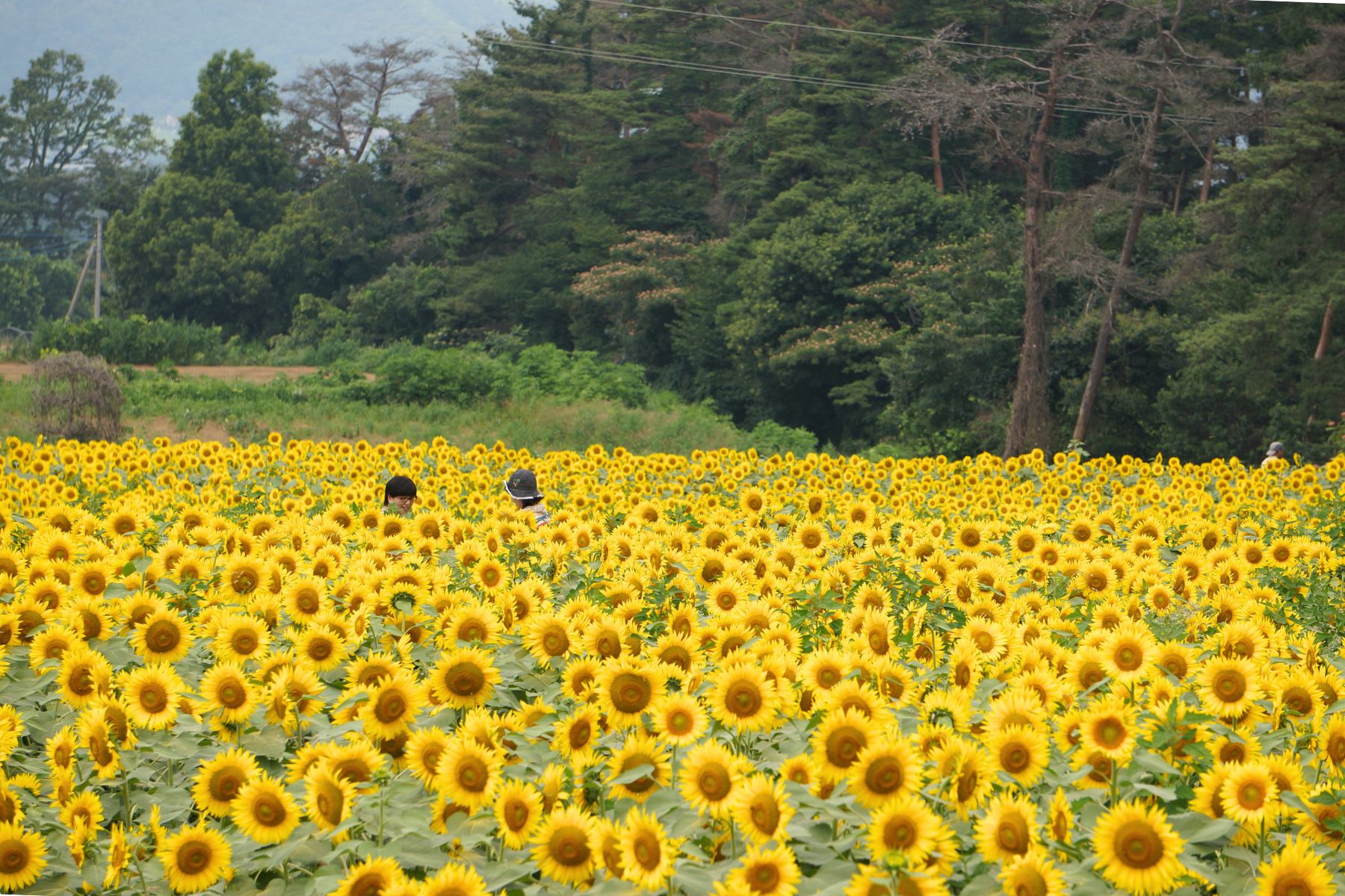 長野: 諏訪湖花火大會2日遊 (東京出發)