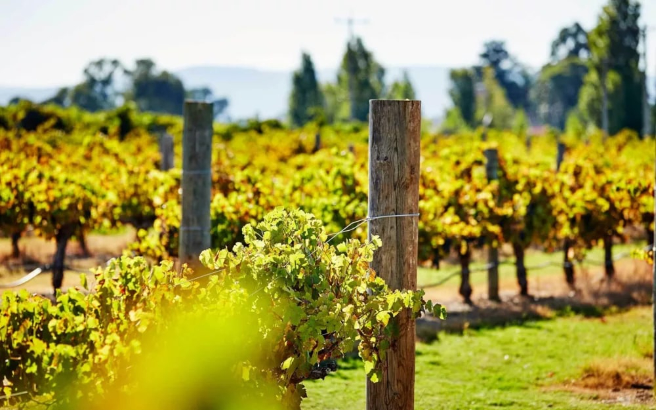 漫步於綠意盎然的葡萄園中，盡享如畫般的鄉村美景。