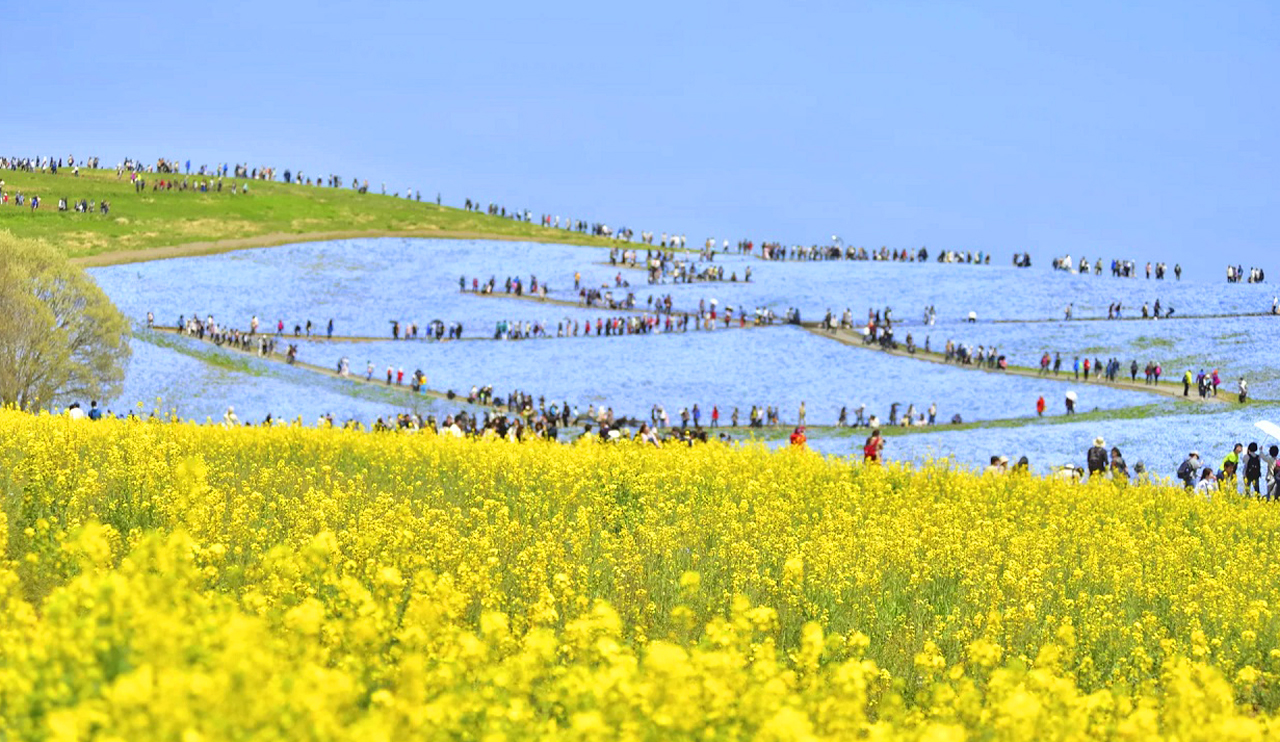 [Ibaraki Flower Sea and Food Perfect Encounter Day Tour] Oarai Isosaki Shrine, Nakaminato Seafood Market, Hitachi Seaside Park | Depart from Tokyo
