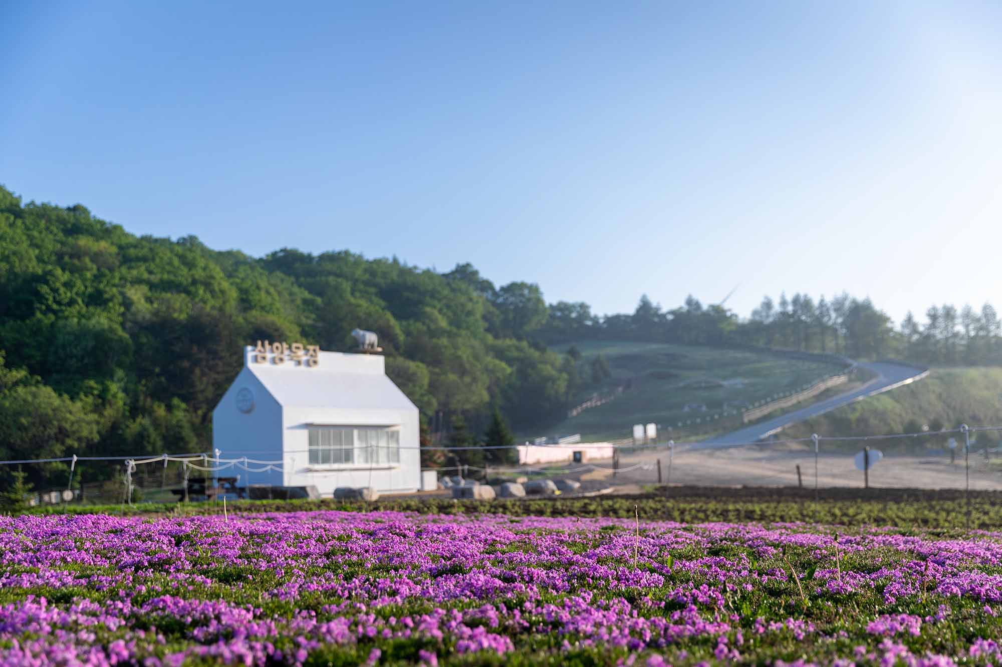 大關嶺天空牧場 & 三養牧場 + 發旺山纜車 & 天空步道