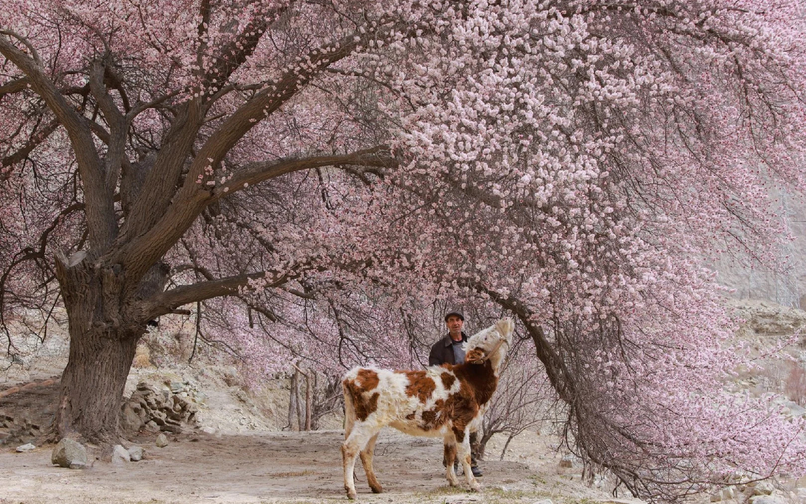 A 7-Day Panoramic Tour of the Spring Scenery of the Pamir Plateau