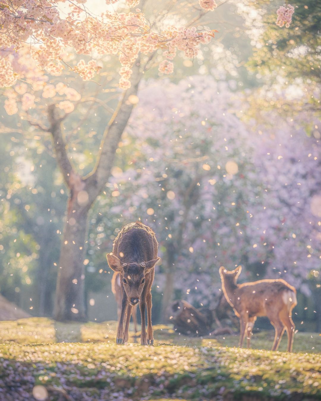 Sakura season limited! Nara Park Uji Sakura day tour (from Osaka)