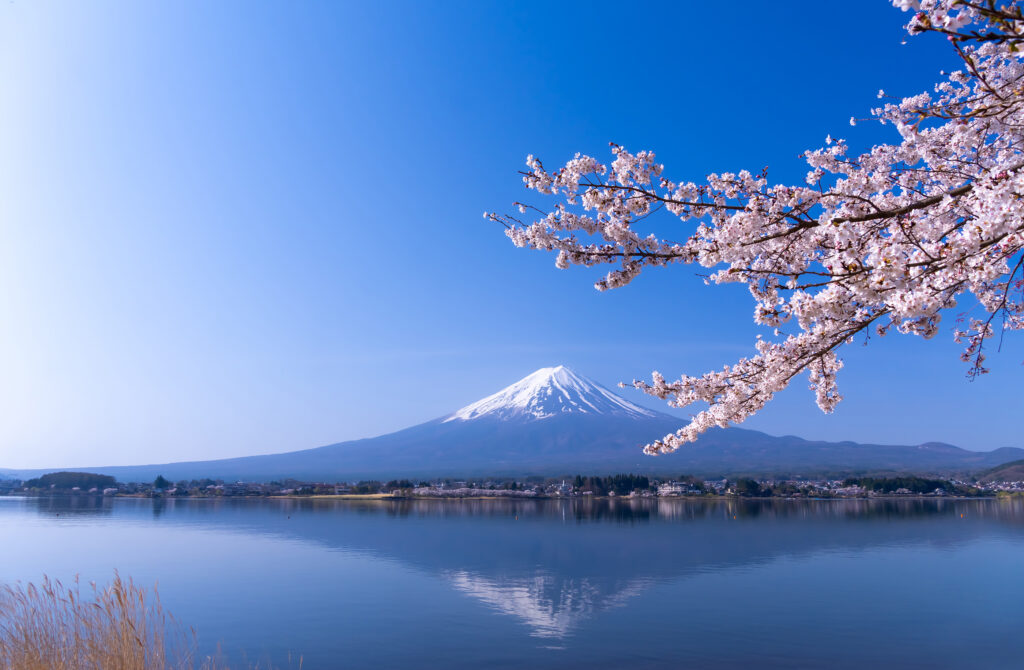 Crystal-clear waters mirror the beauty of Mt. Fuji, perfectly framed by delicate cherry blossoms.