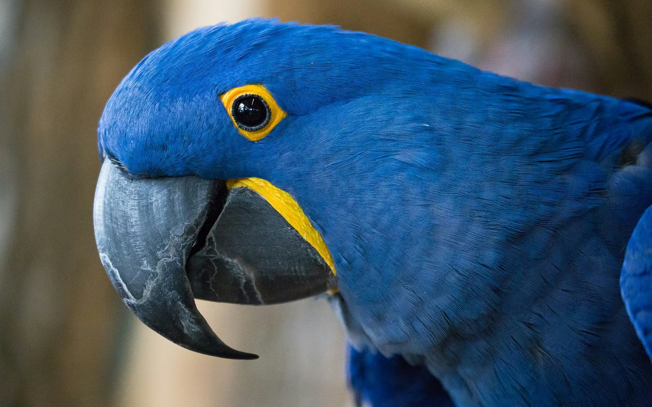 這隻美麗的藍色金剛鸚鵡，展示了令人驚嘆的室內叢林溫室中充滿活力的野生動物。