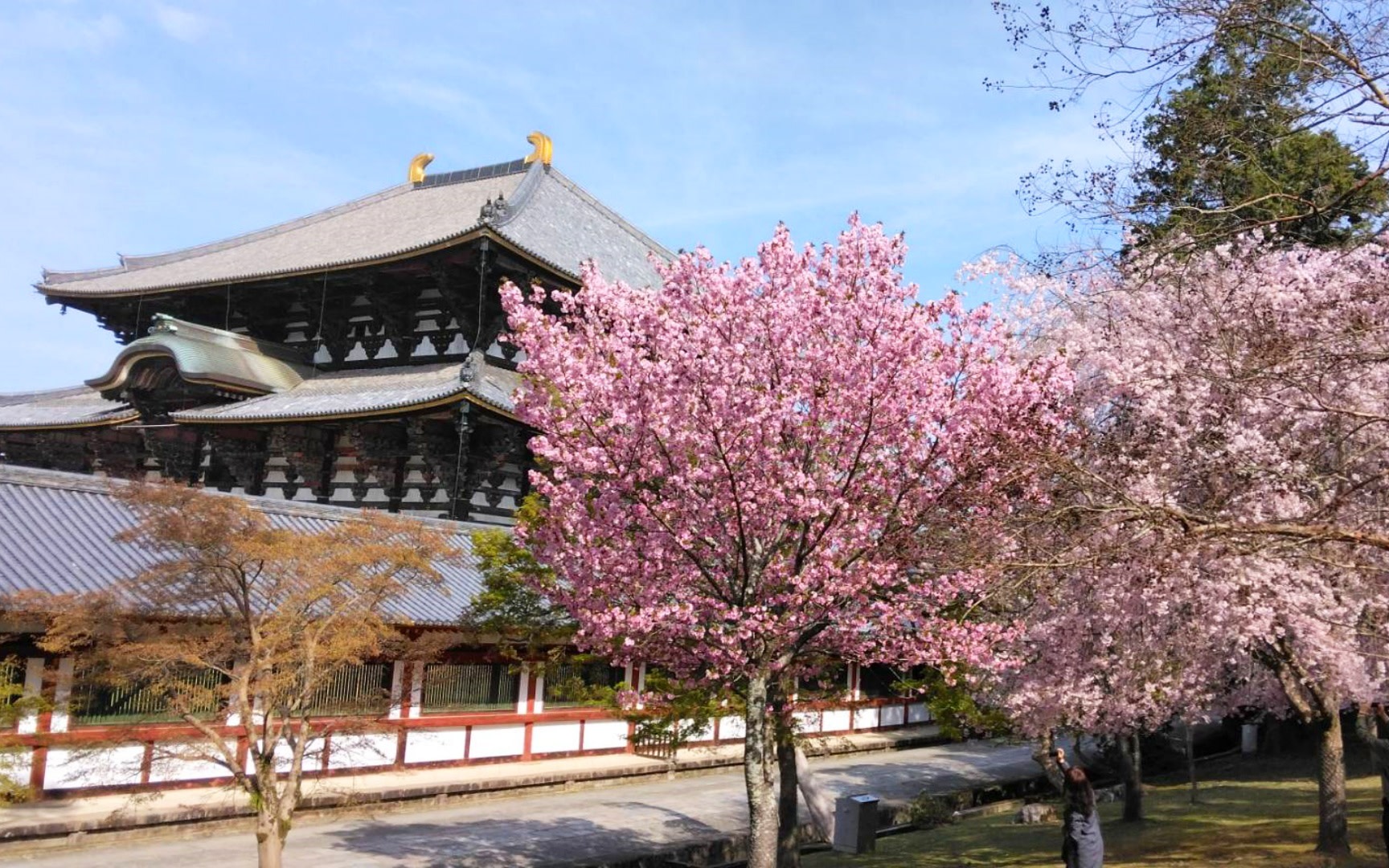 Cherry Blossom Season Limited-Nara Yoshino Cherry Blossom Viewing Day Trip
