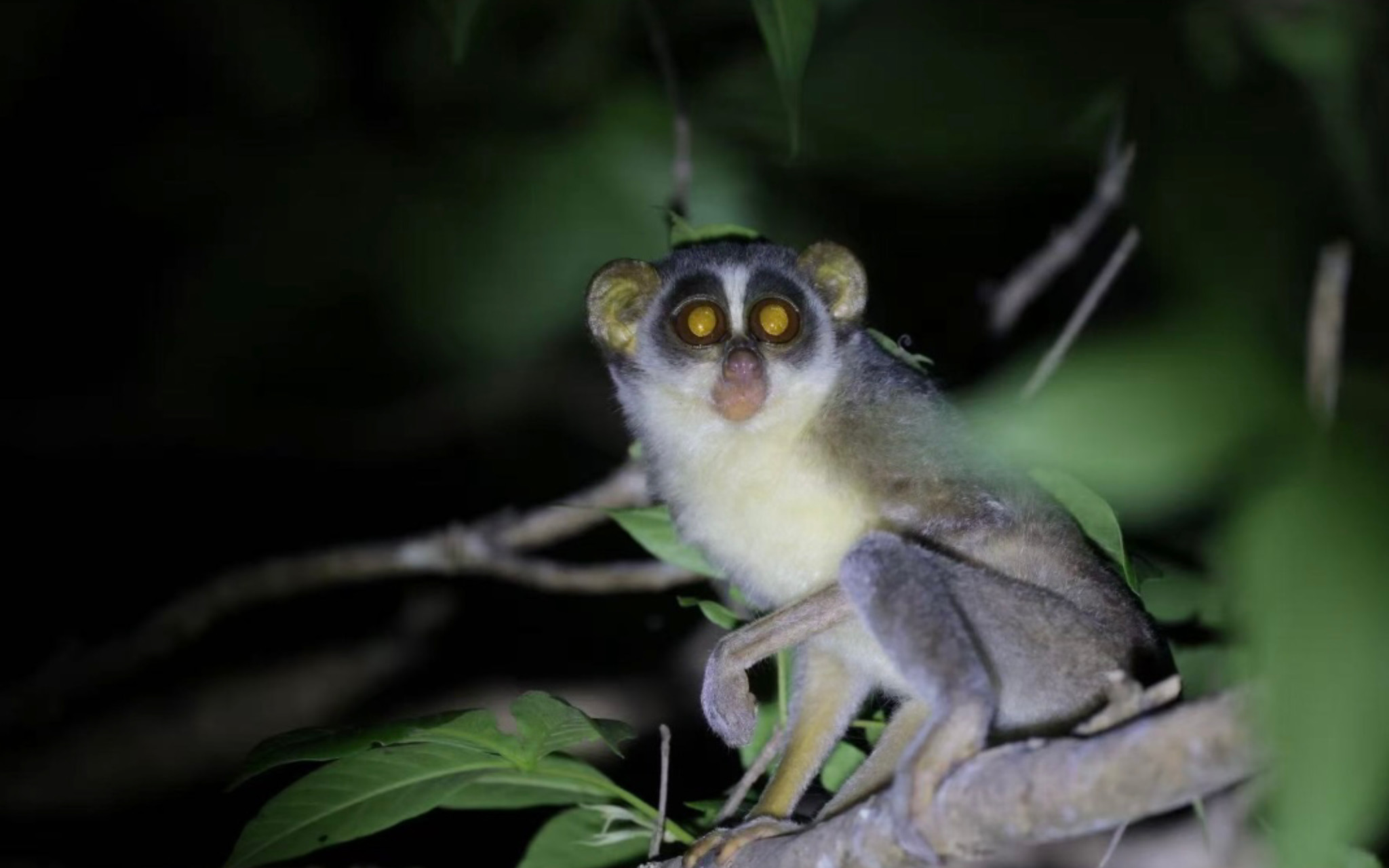 Habarana & Sigiriya: Night Safari to see nocturnal wildlife