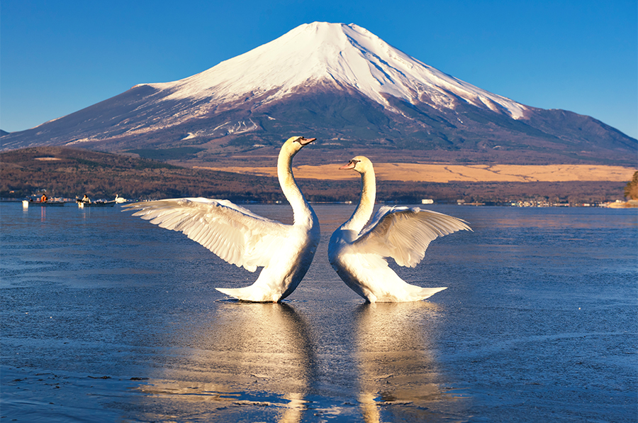 富士山與箱根「水陸空」探索之旅（贈箱根空車纜車　東京出發）