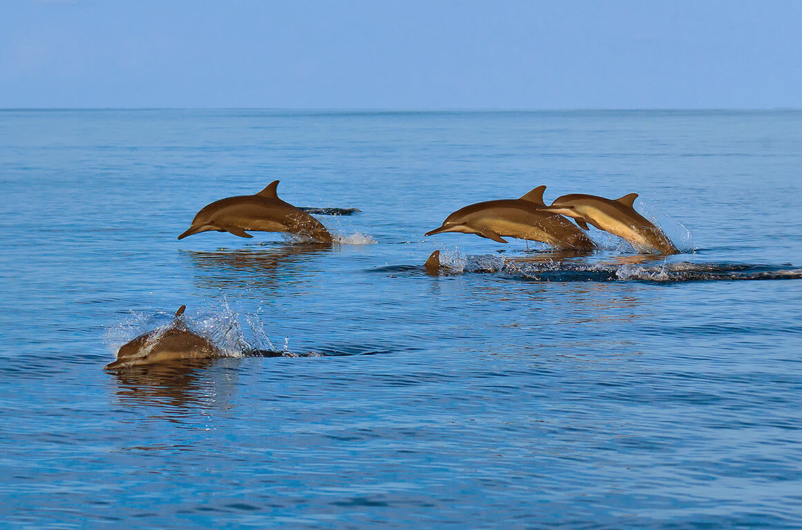 Snorkeling and Dolphin Watching Tour in Muscat 