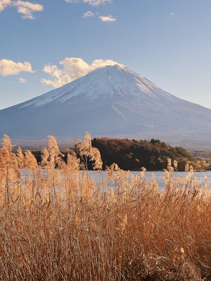 大石公園 沿著河口湖畔延伸的四季花園，被稱為"富士山的花街道"。6月薰衣草鋪成紫色絨毯，秋季掃帚草染上火紅，冬季雪景與富士山構成水墨畫卷。園內設有多個觀景平臺，可拍攝湖水倒映的"雙重富士"奇觀，是自然攝影愛好者的天堂。