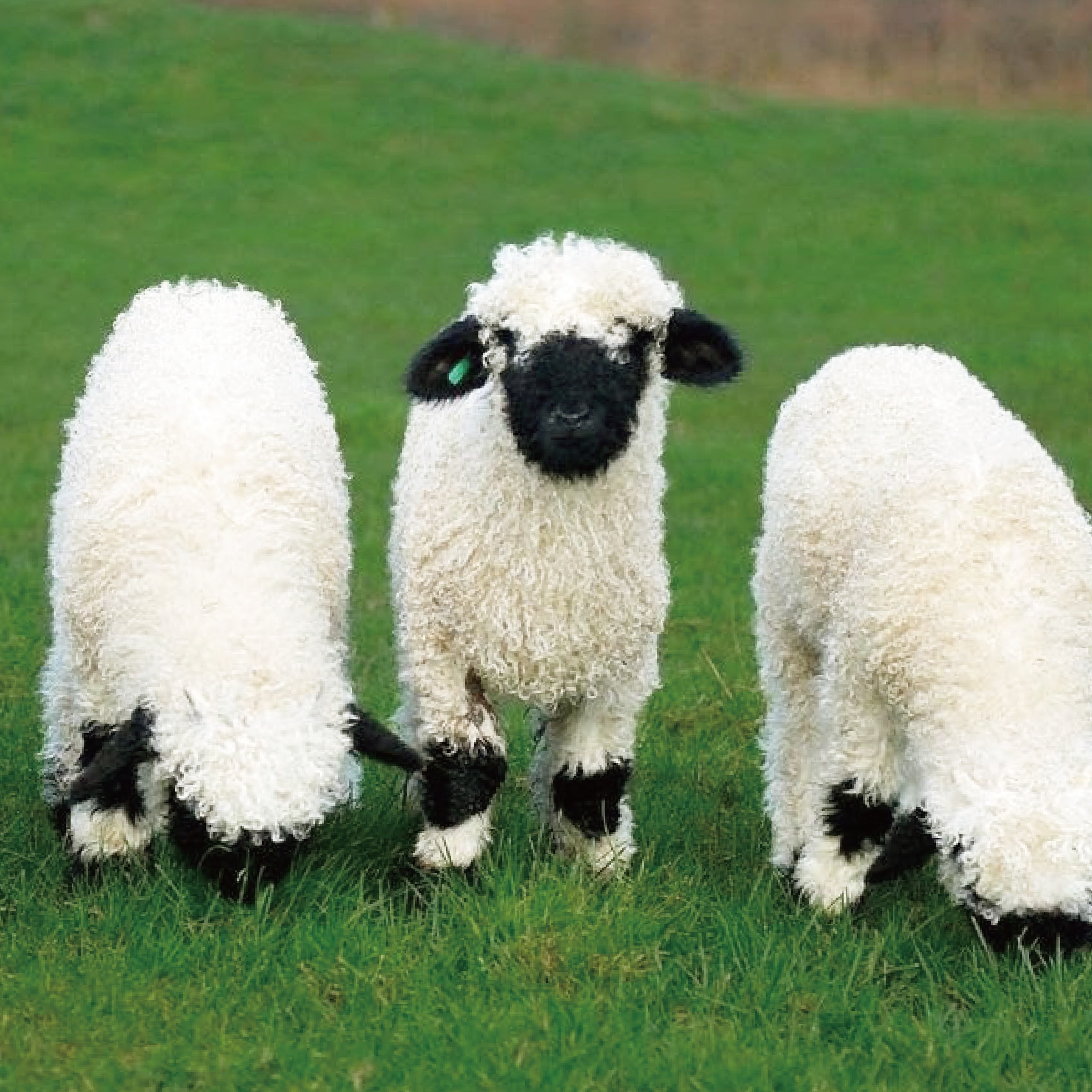 Tickets for Water and Pine Garden