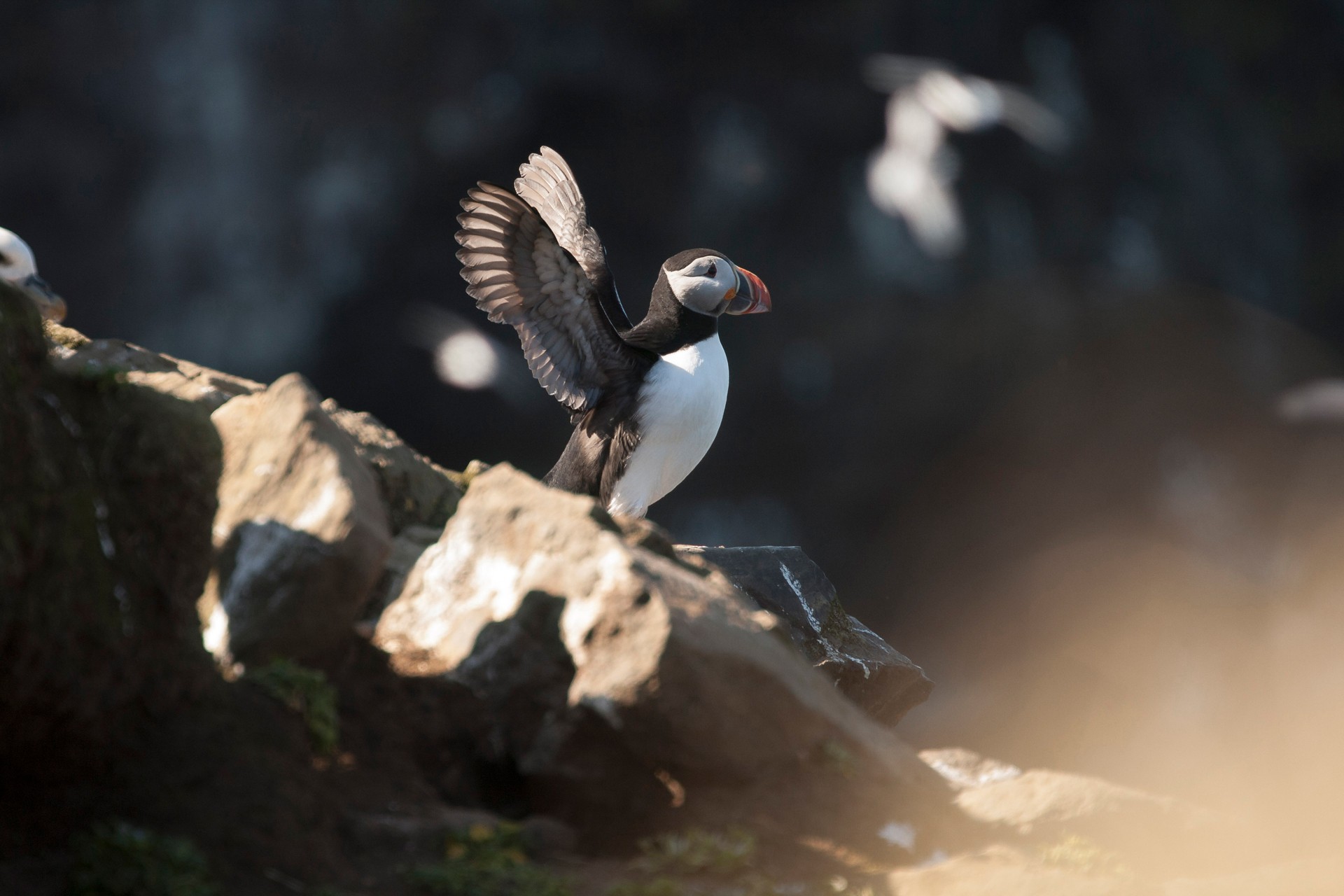 Puffins