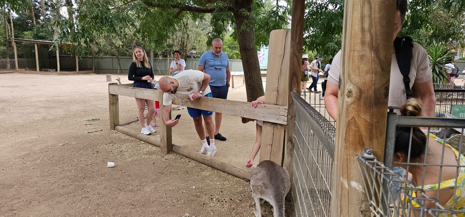 Australian Wildlife, Blue Mountains & Scenic World Private Tour
