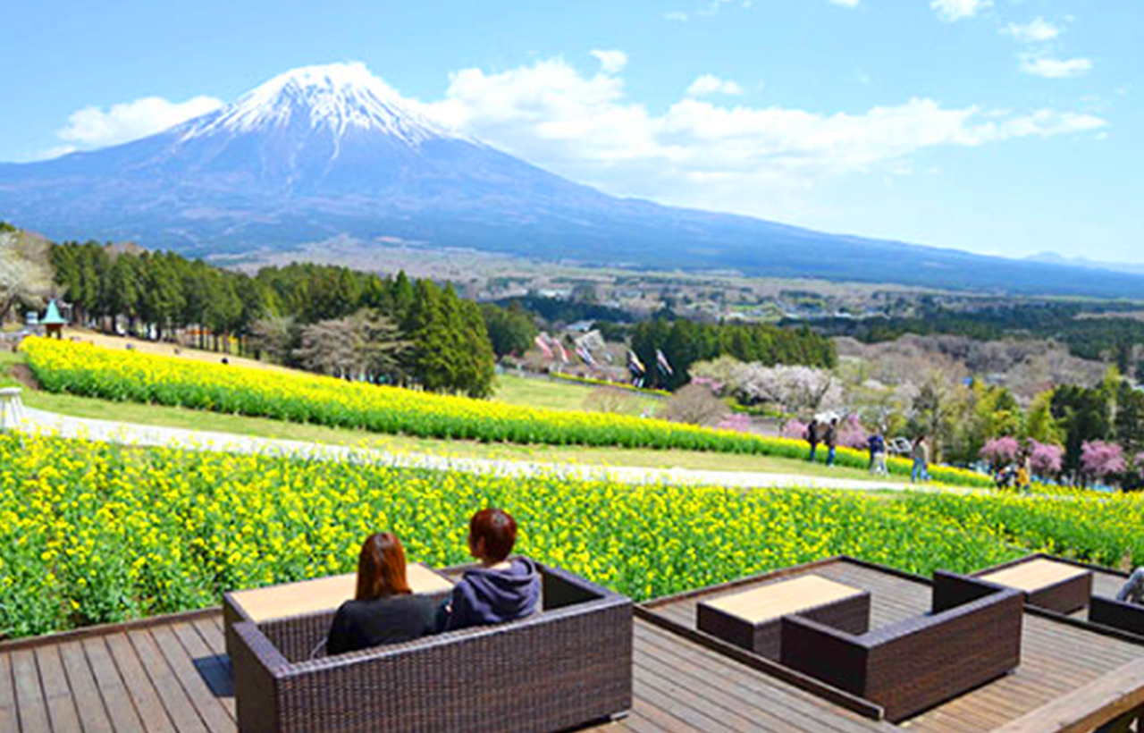馬飼野牧場是一個可以俯瞰富士山的廣闊牧場，佔地約 50 公頃。這裡不僅能欣賞田園風光，還能與動物進行各種互動體驗：騎馬、與山羊散步、擠牛奶，甚至可以自己製作冰淇淋、黃油和奶酪，還能挑戰工藝和陶藝等項目。天晴時，還可以在牧場的吊床森林中小憩，享受悠閒午後。牧場內設有多家餐館和咖啡館，並提供豐富的乳製品手信。