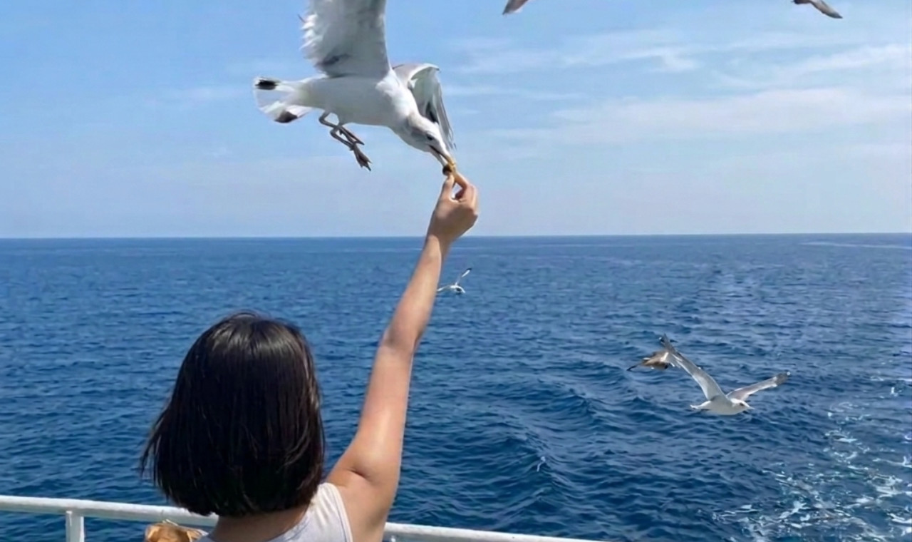 강화 루지, 레일바이크 & 갈매기 먹이주기 일일 투어