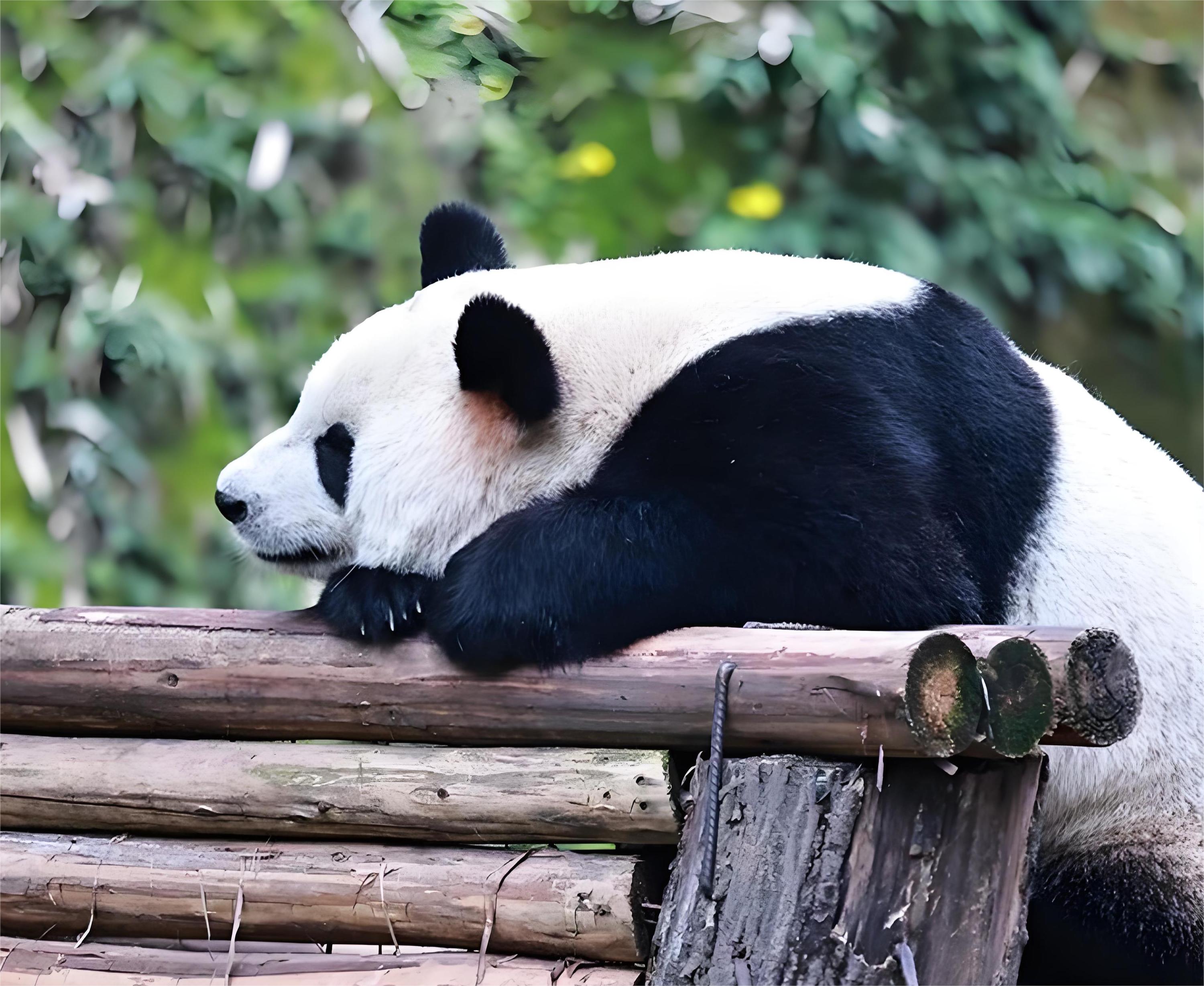 重慶私人導覽半日遊（史迪威將軍博物館+羅漢寺+重慶動物園）