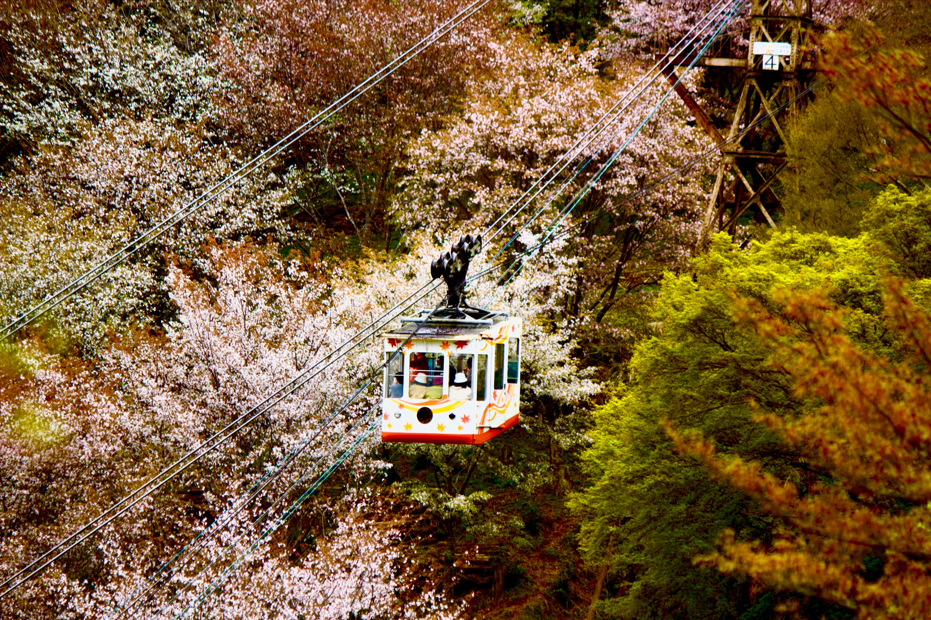 World Heritage Mt Yoshino & Sakura Sighting Day Tour from Nagoya