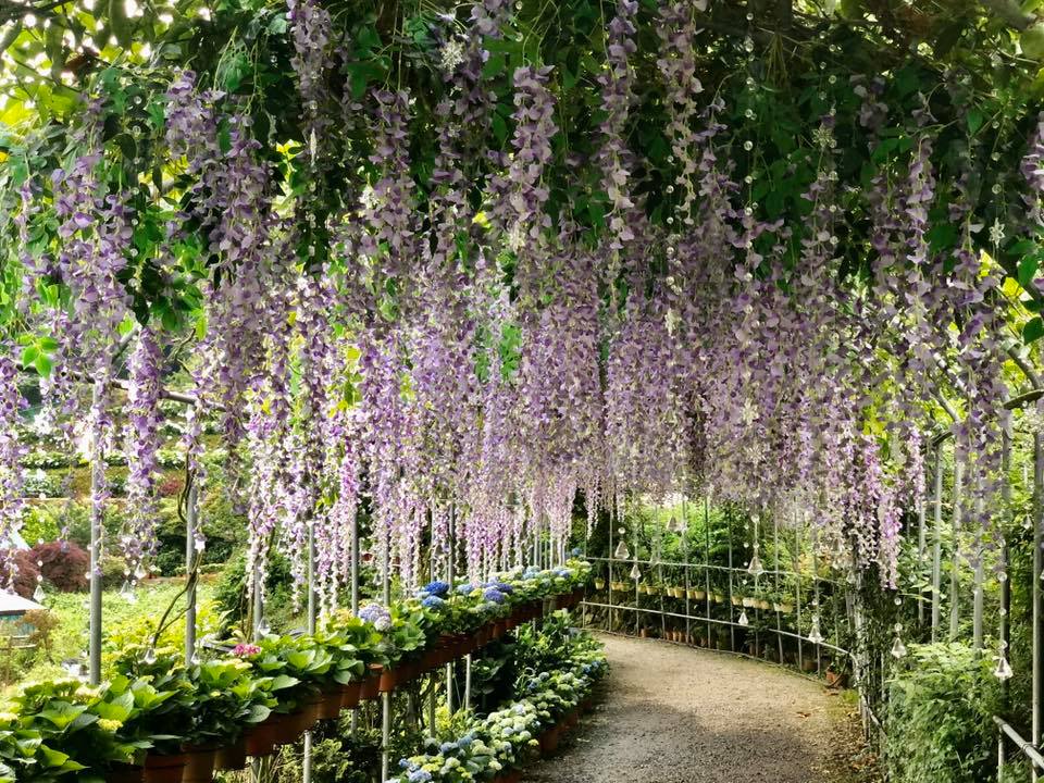 台北大梯田花卉生態農園門票・繡球花季