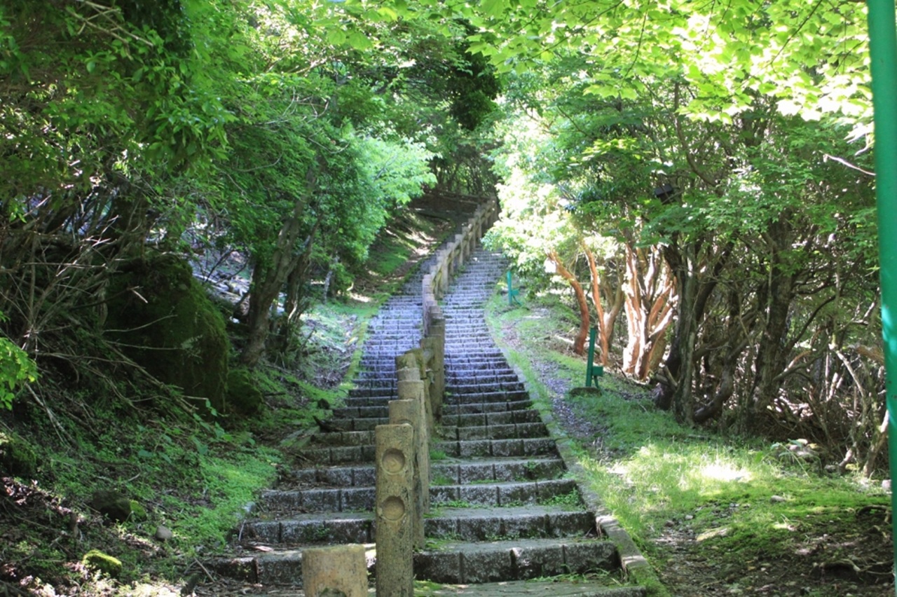 夏季時，山坡被濃密的綠意覆蓋，視野一片清新翠綠，從纜車窗外望去彷彿置身綠色海洋；