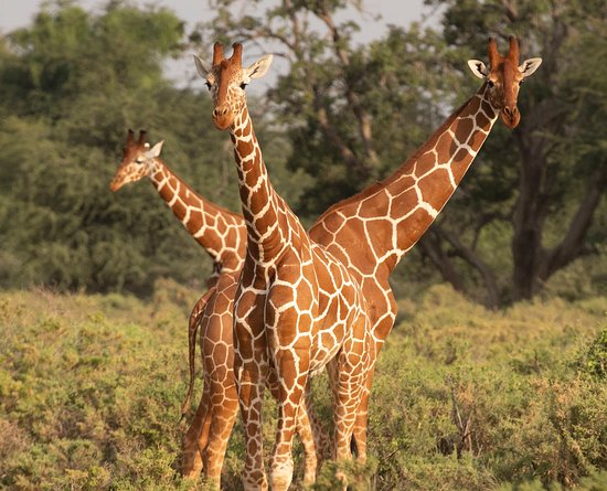 "Savannah Trio: Giraffes in Perfect Harmony"