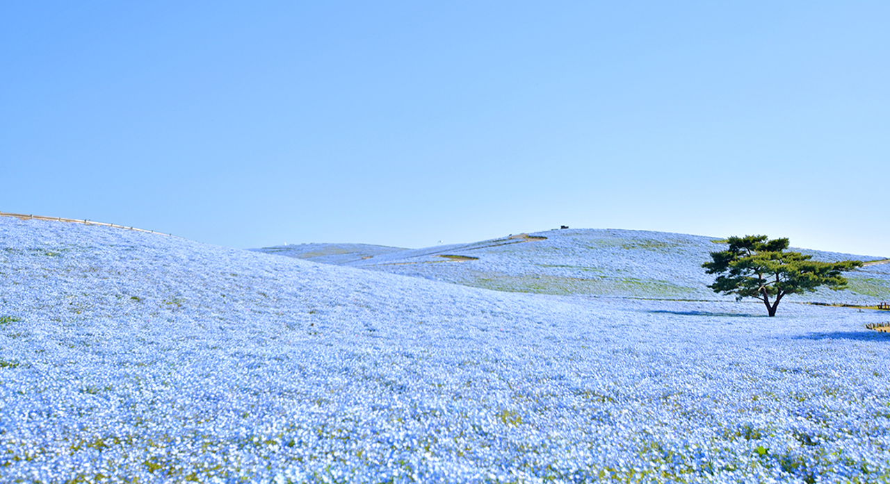 [Ibaraki Flower Sea and Food Perfect Encounter Day Tour] Oarai Isosaki Shrine, Nakaminato Seafood Market, Hitachi Seaside Park | Depart from Tokyo
