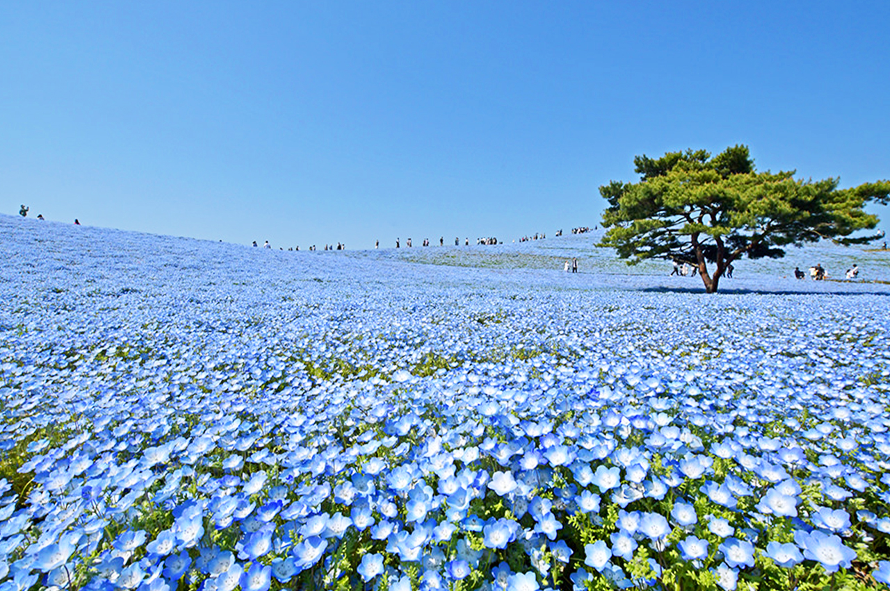 Hitachi Seaside Park: Flower viewing, recreation, and nature experience all in one place