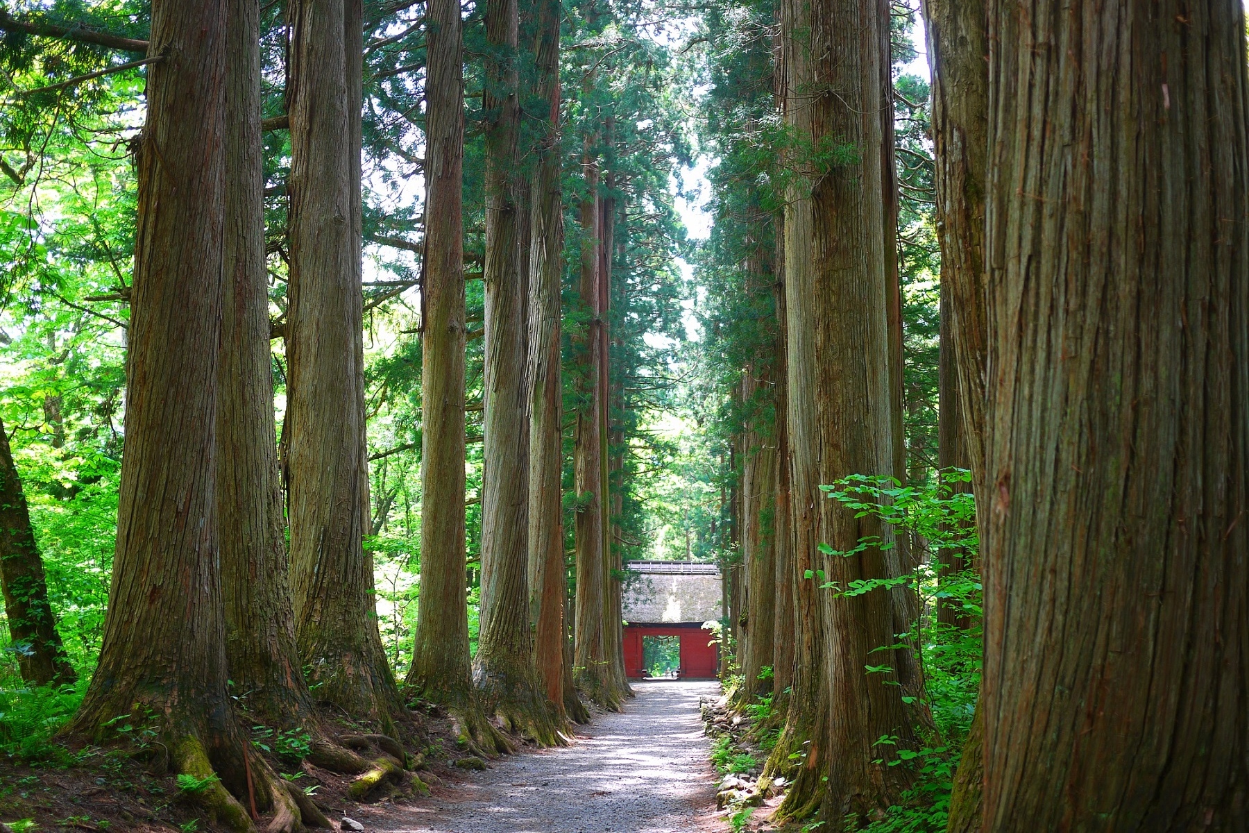 諏訪湖花火大會 & 巨峰葡萄採摘吃到飽 & 戶隱神社二日遊 (東京出發)