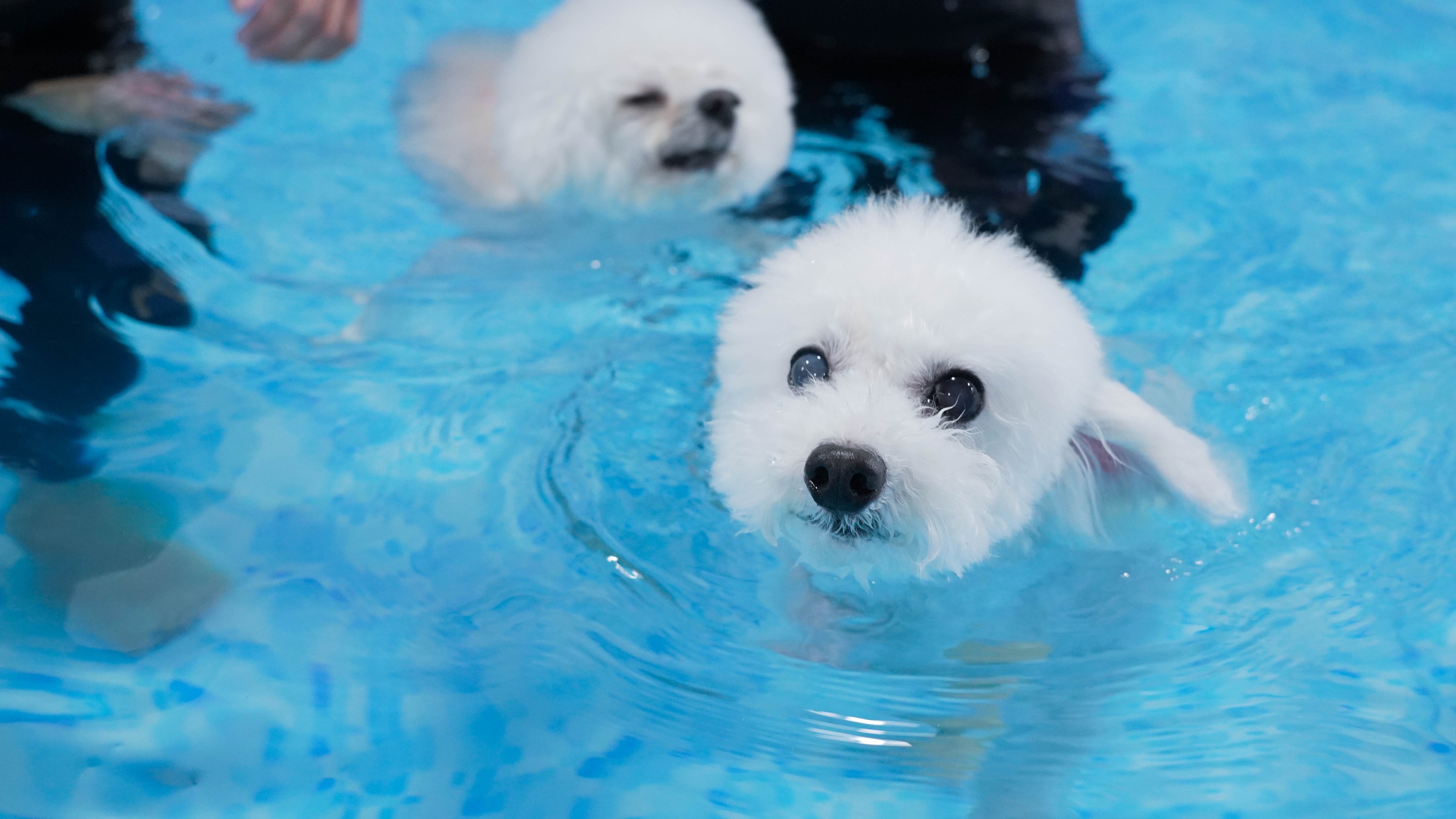 On Dog Dog Cafe - 親親毛孩體驗｜寵物美容｜狗狗遊樂｜葵涌