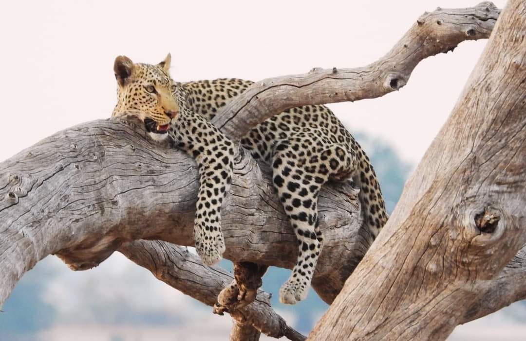5 Days Amboseli Tsavo West & East Safari.