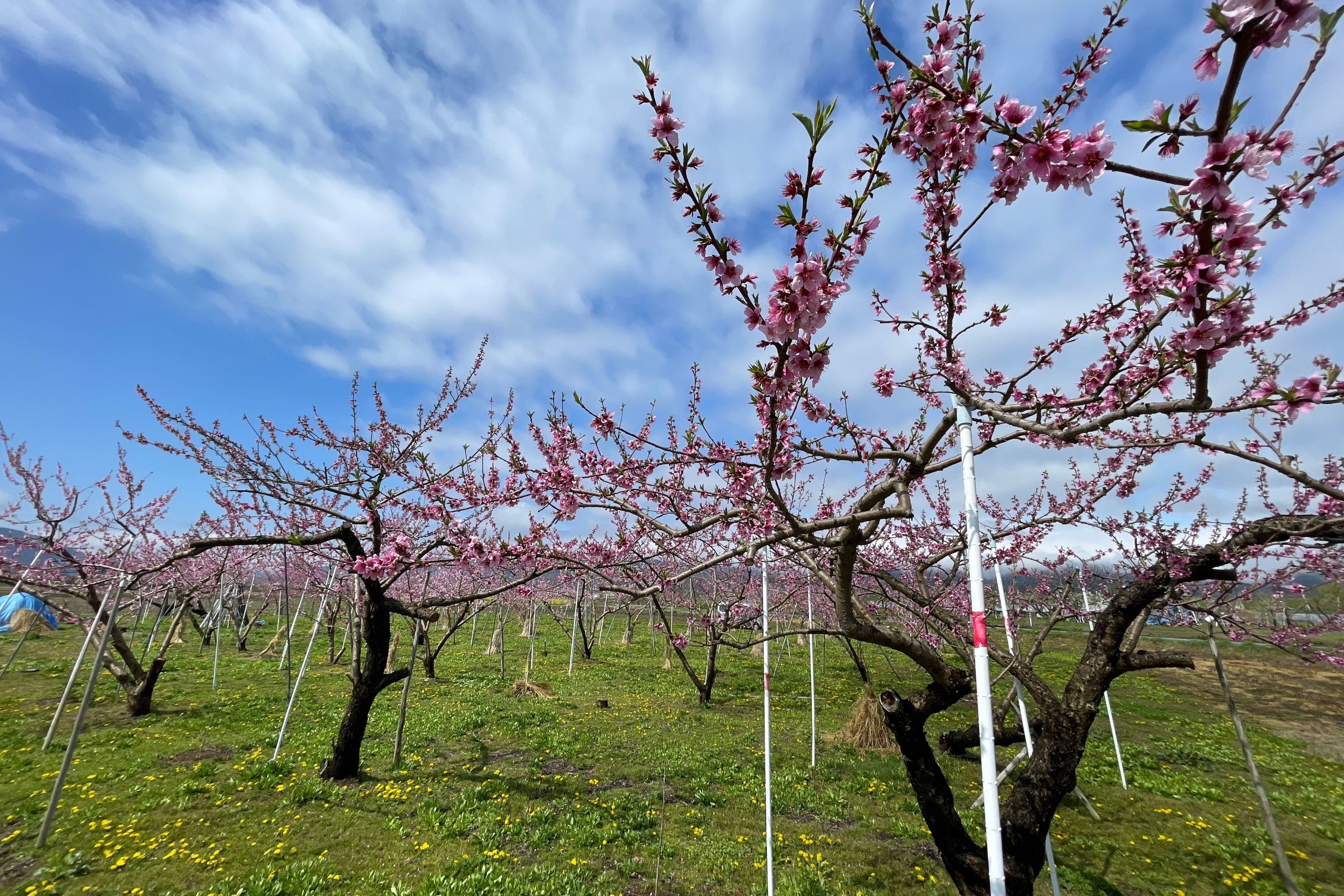 Fields of Blossoms