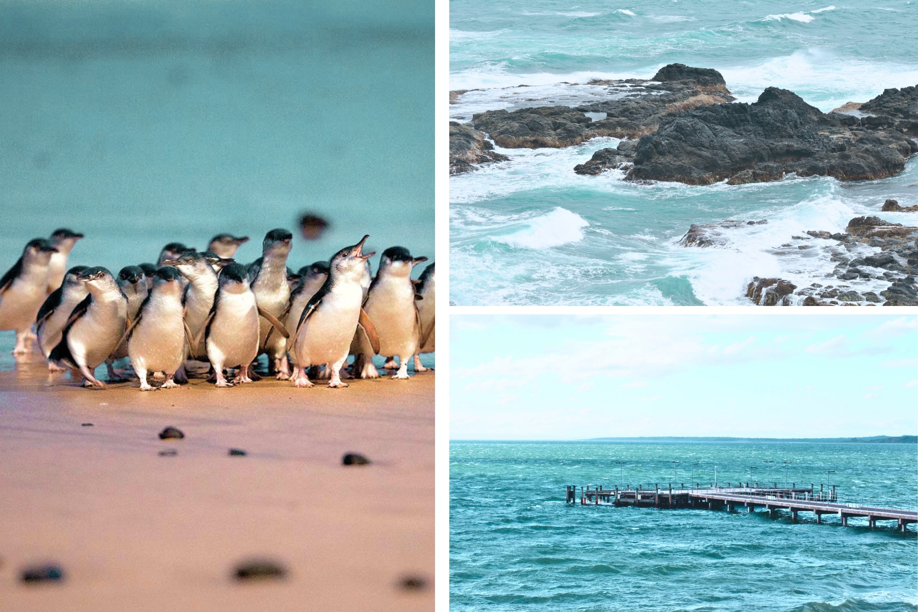 Phillip Island Sightseeing &amp; Penguin Parade Tour