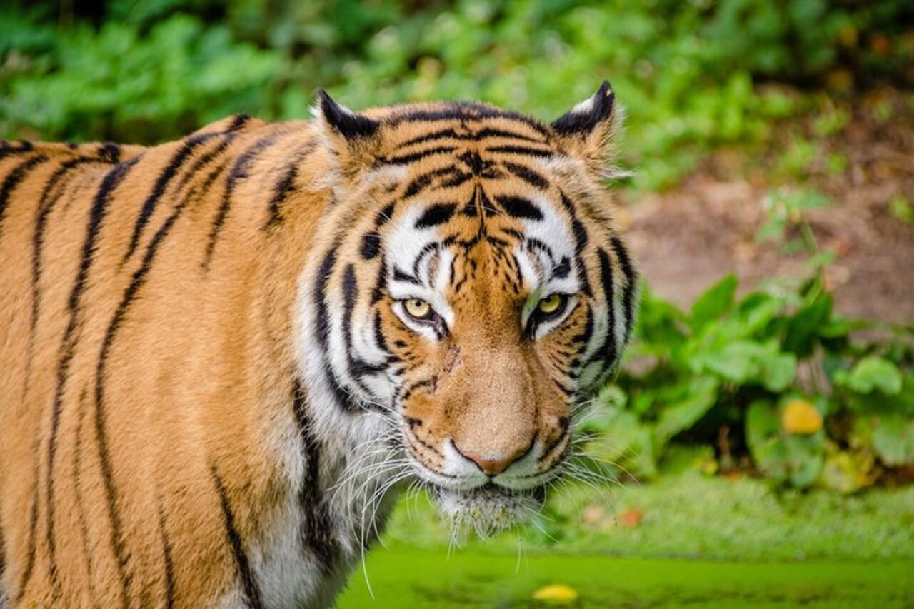 From Jaipur/Agra: Ranthambore Tiger Safari Adventure