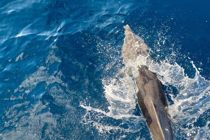 薩塔亞海豚屋過夜之旅 (Port ghalib : Sataya Dolphin House Overnight)