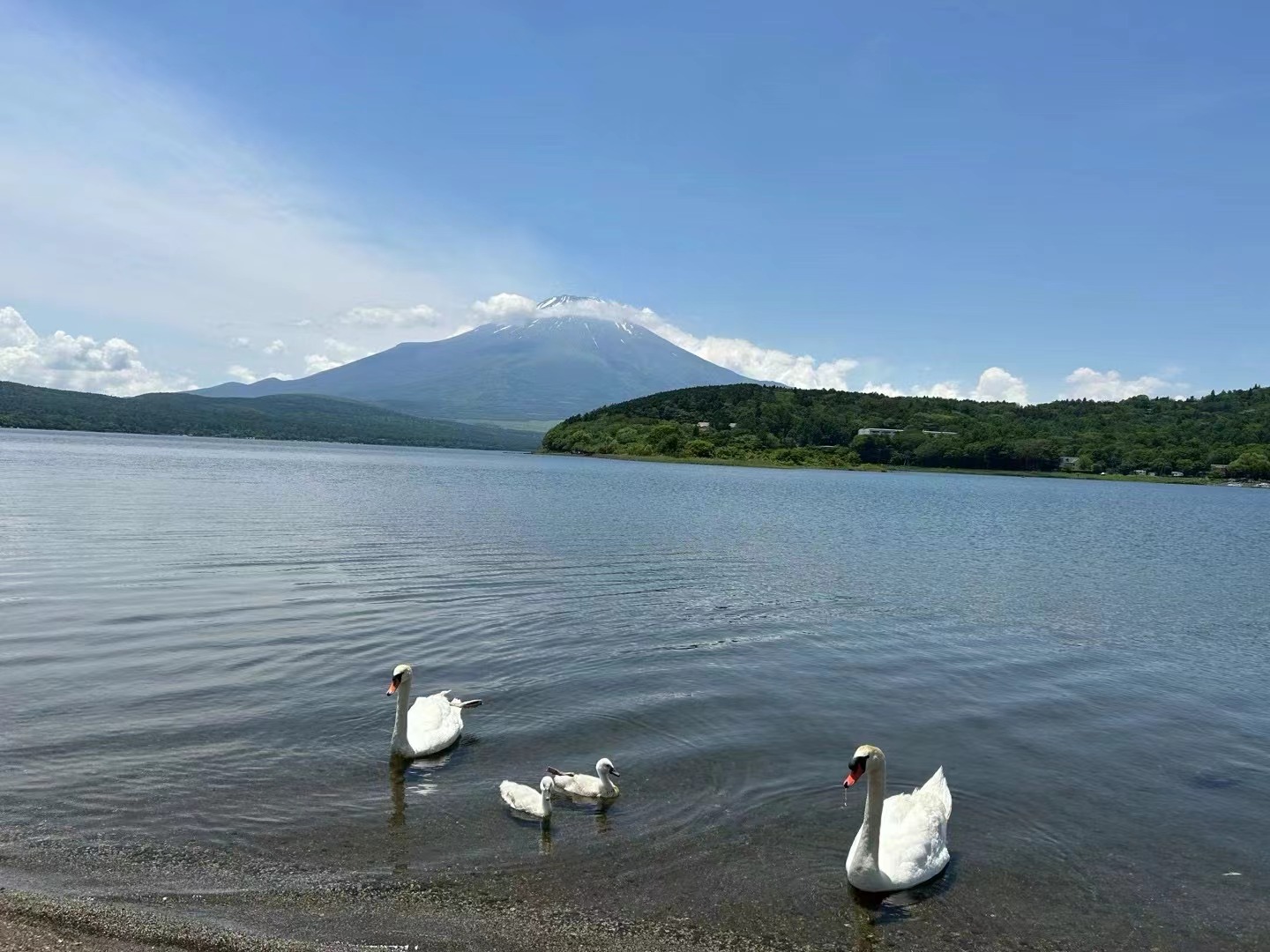 富士山人氣水陸兩用船一日遊｜河口湖大石公園&忍野八海&山中湖KABA BUS河馬水陸兩用遊船（可選）&平野之浜（東京出發）