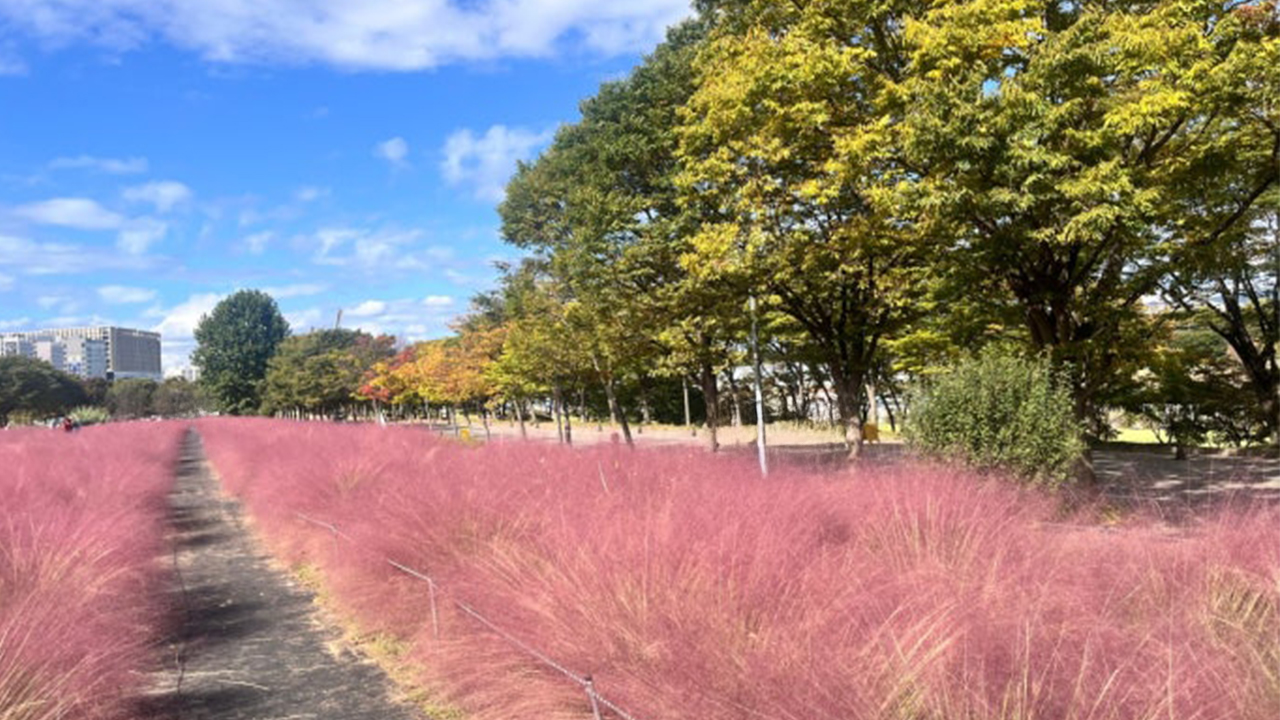 秋日將河畔染上柔美的粉黛亂子草,在金色的夕陽餘暉中閃耀。 秋日將河畔染上柔美的粉黛亂子草,在金色的夕陽餘暉中閃耀。