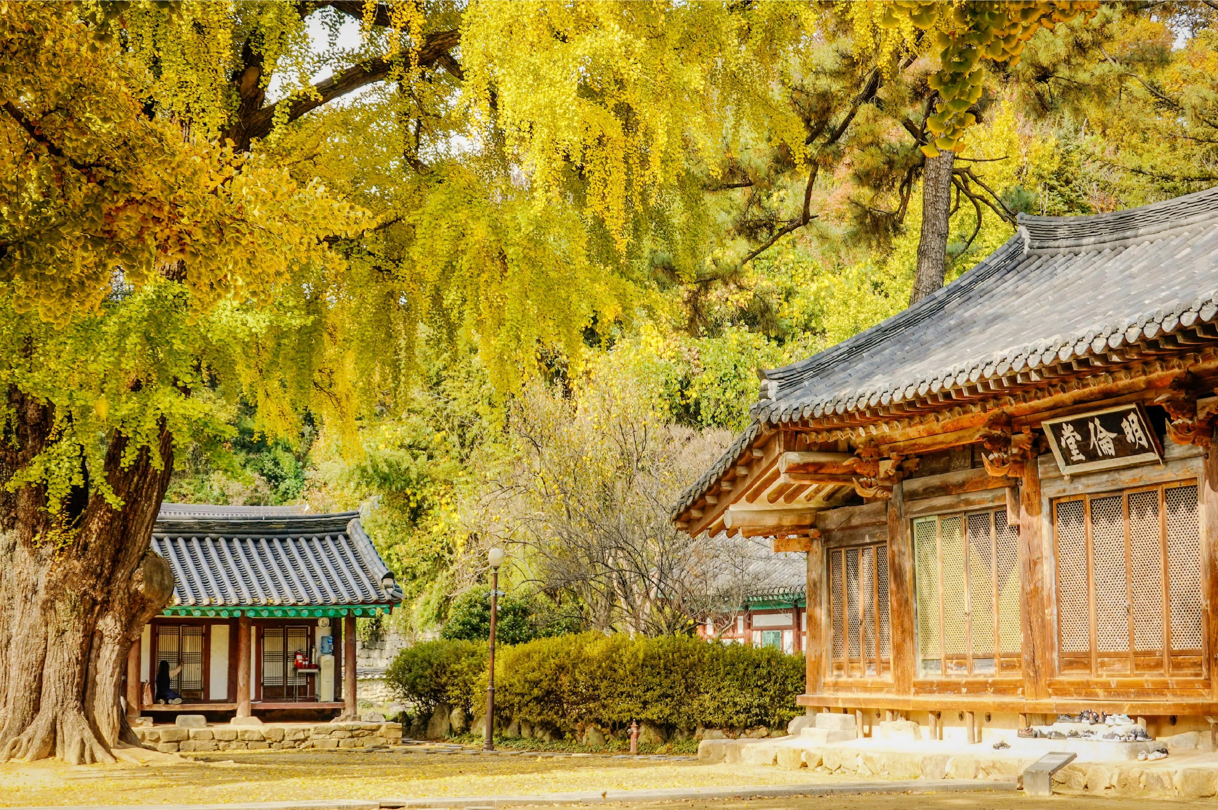 全州韓屋村＆季節性熱門景點一日遊