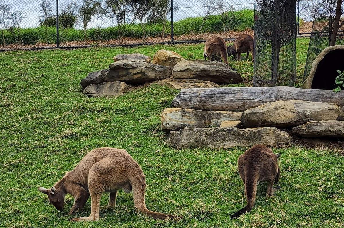 kangaroo