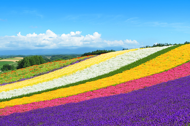 【夏日限定】北海道包車｜札幌出發｜美瑛富良野＆富田農場＆四季彩之丘包車一日遊｜行程自由搭配