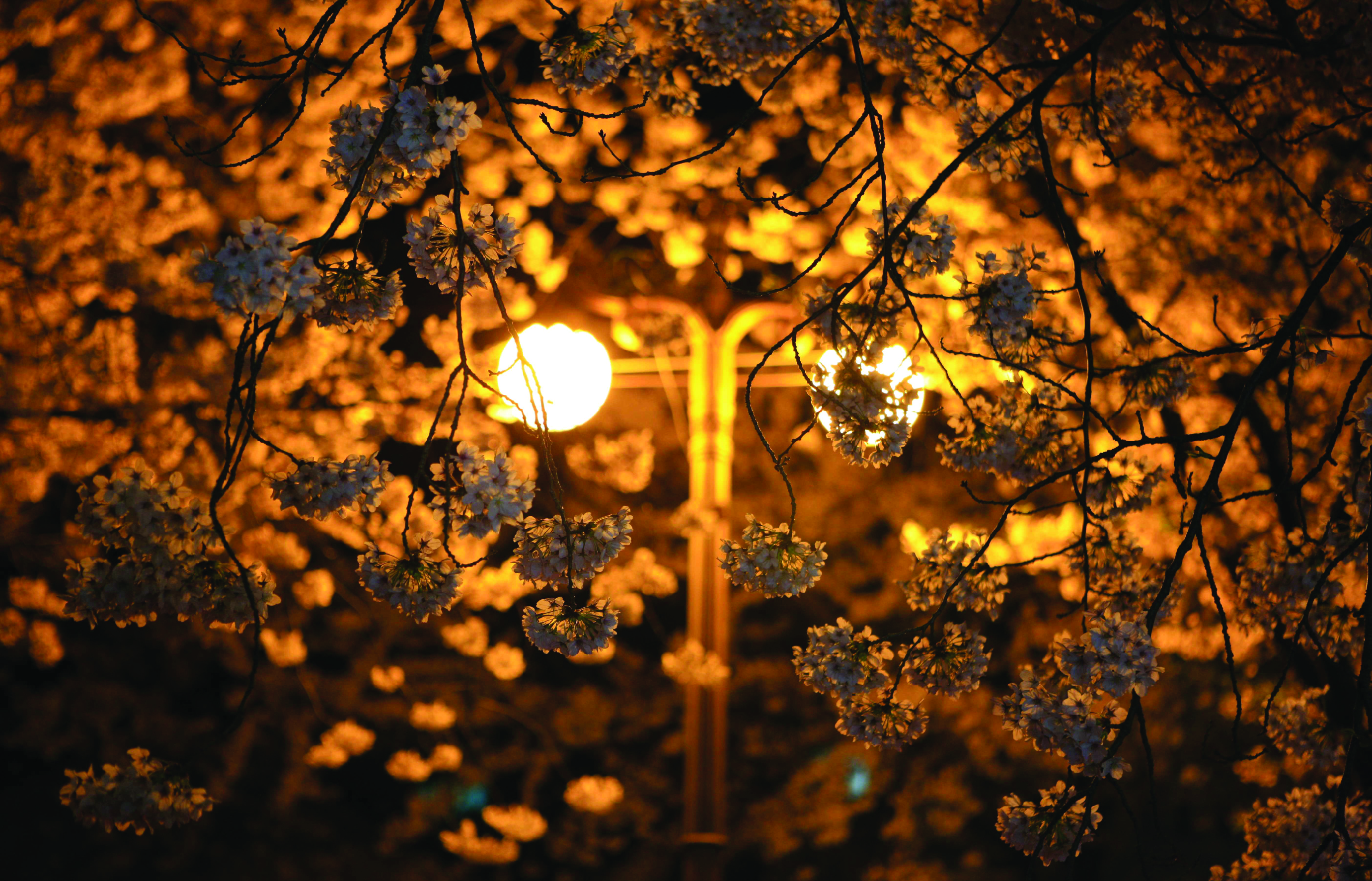 柔和、溫暖的燈光照亮了樹木,營造出一種神奇的光芒。 柔和、溫暖的燈光照亮了樹木,營造出一種神奇的光芒。