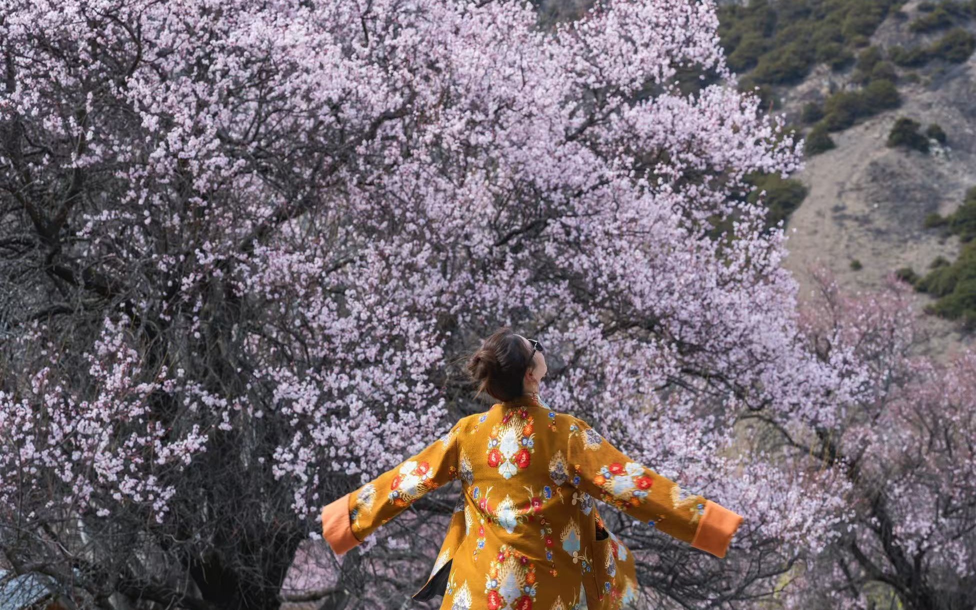 Tibetan Snow Mountain Peach Blossoms: An extreme spring 7-day, 7-night journey.