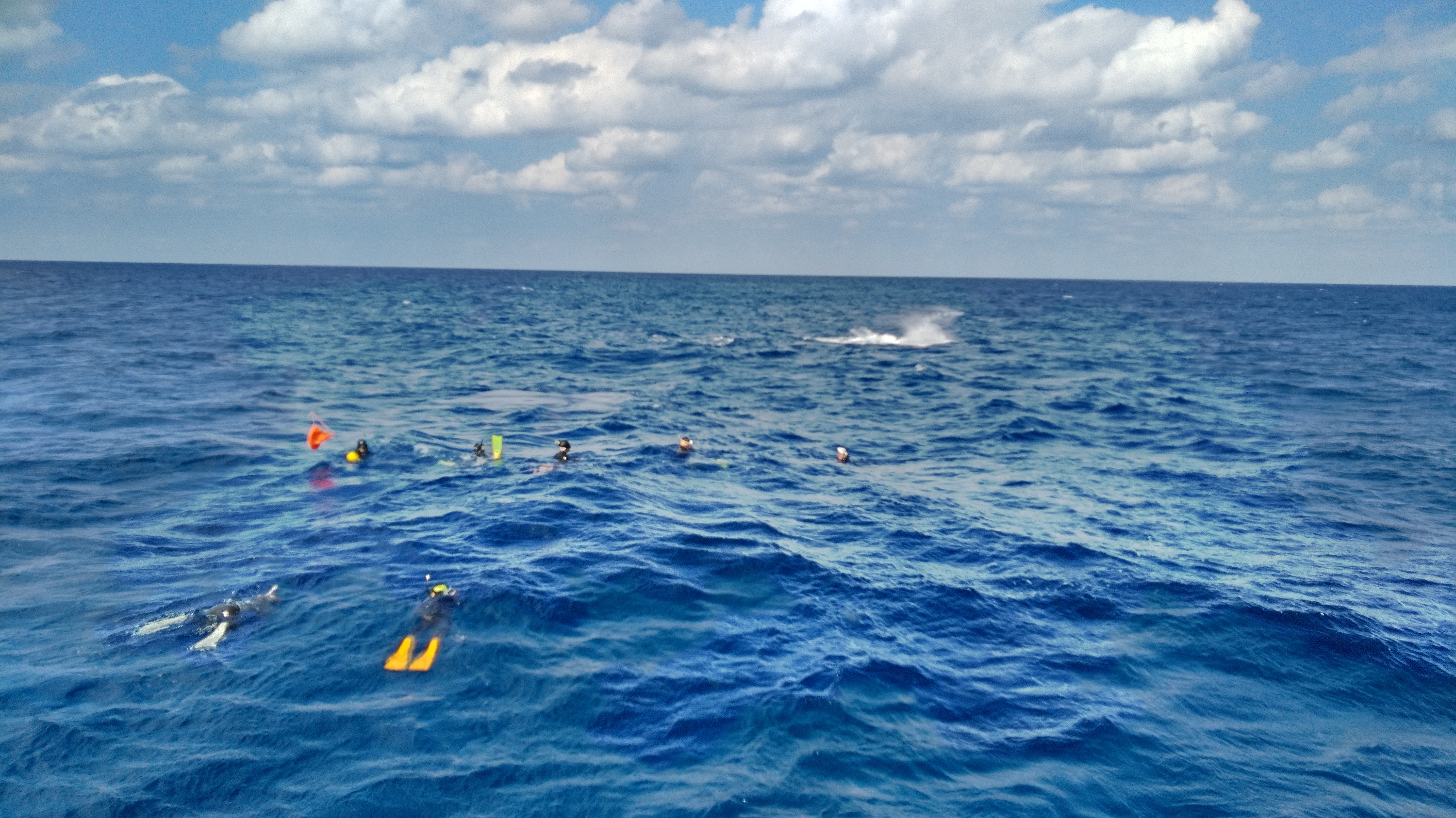 Kerama Islands Snorkeling with Whales in Okinawa