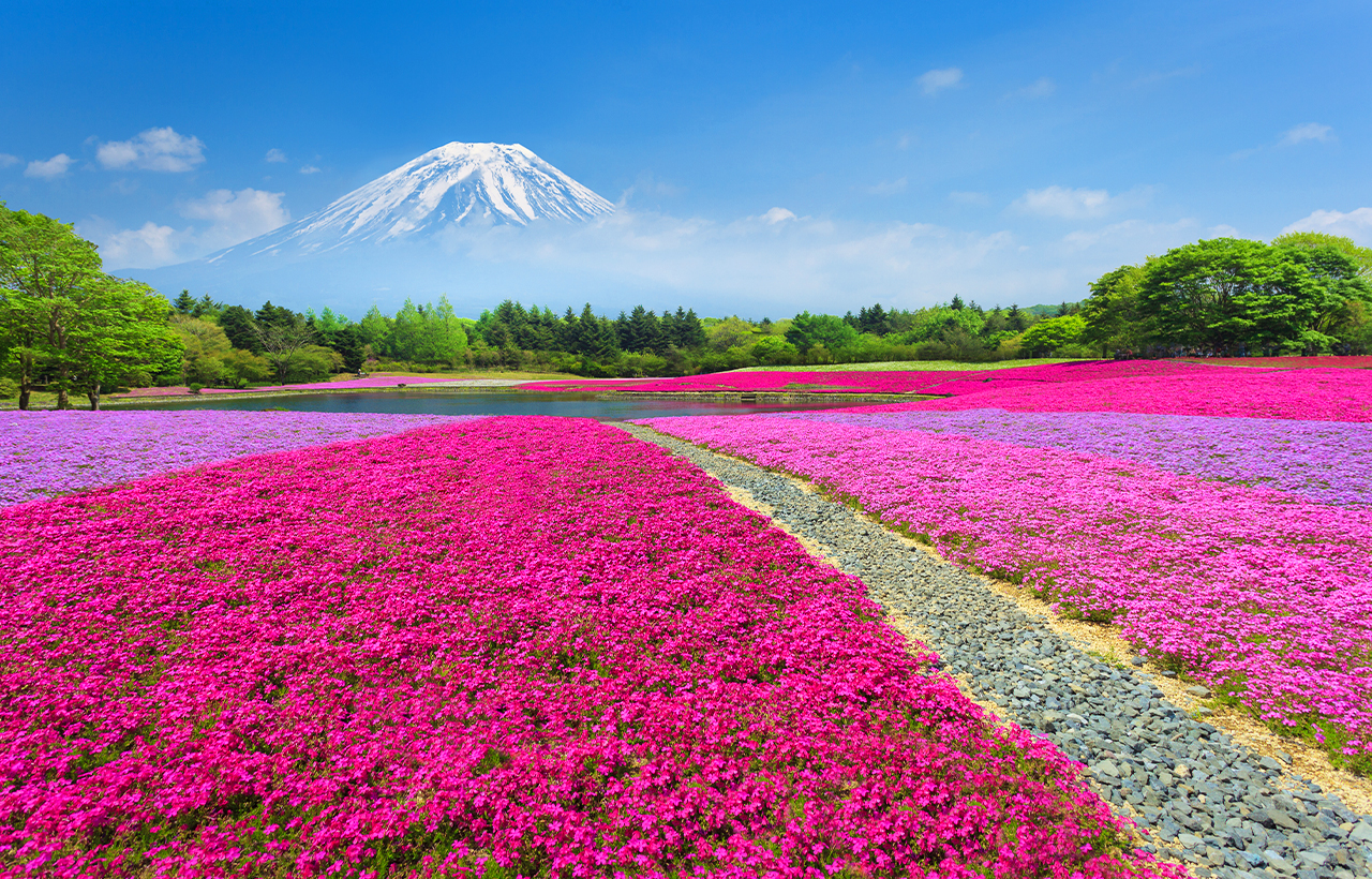 Mount Fuji Arakurayama Sengen Park | Hikawa Watch Shop | Oshino Shinobi Village | New Internet celebrity one-day tour