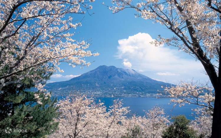 鹿児島 桜島 半日観光ツアー | Klook