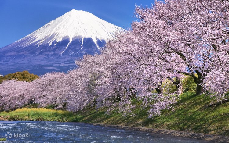 東京：富士山桜と茶摘みツアー、新しい写真スポット - Klook