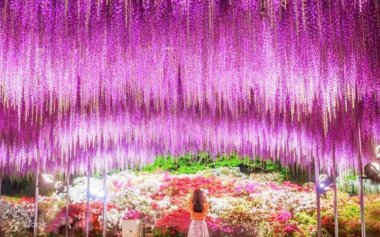 足立花卉公園夜紫藤花·神磯鳥居·茨城粉蝶花海一日遊｜東京出發- Klook香港