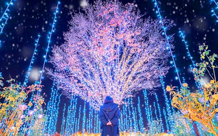 イルミネーション Ashikaga Flower Park Illumination Show & Hitachi Seaside Park