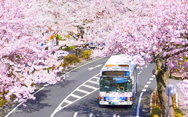 Sakura Limited] One-day tour of Ibaraki Ukimin Kannon Senbonzakura