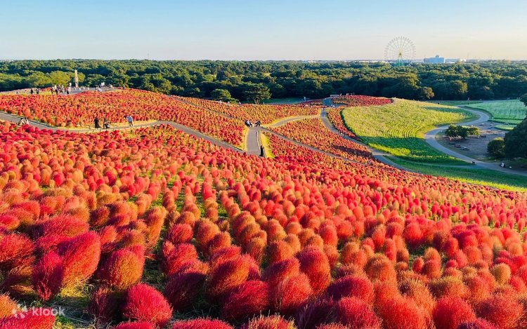 イザナギテラス Isonoura Isozaki Jinja Shrine, Hitachi Seaside Park & Ashikaga