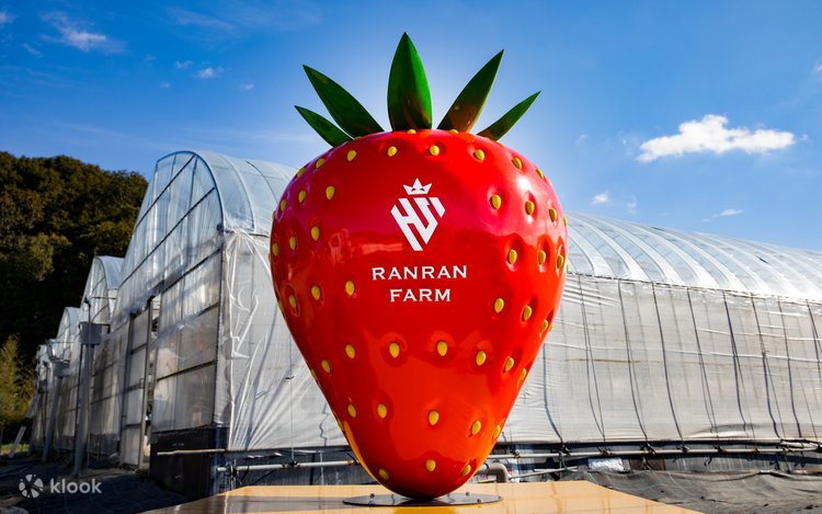 Japan Farm 40-minute All-You-Can-Eat Strawberry Picking Experience - Klook  United States